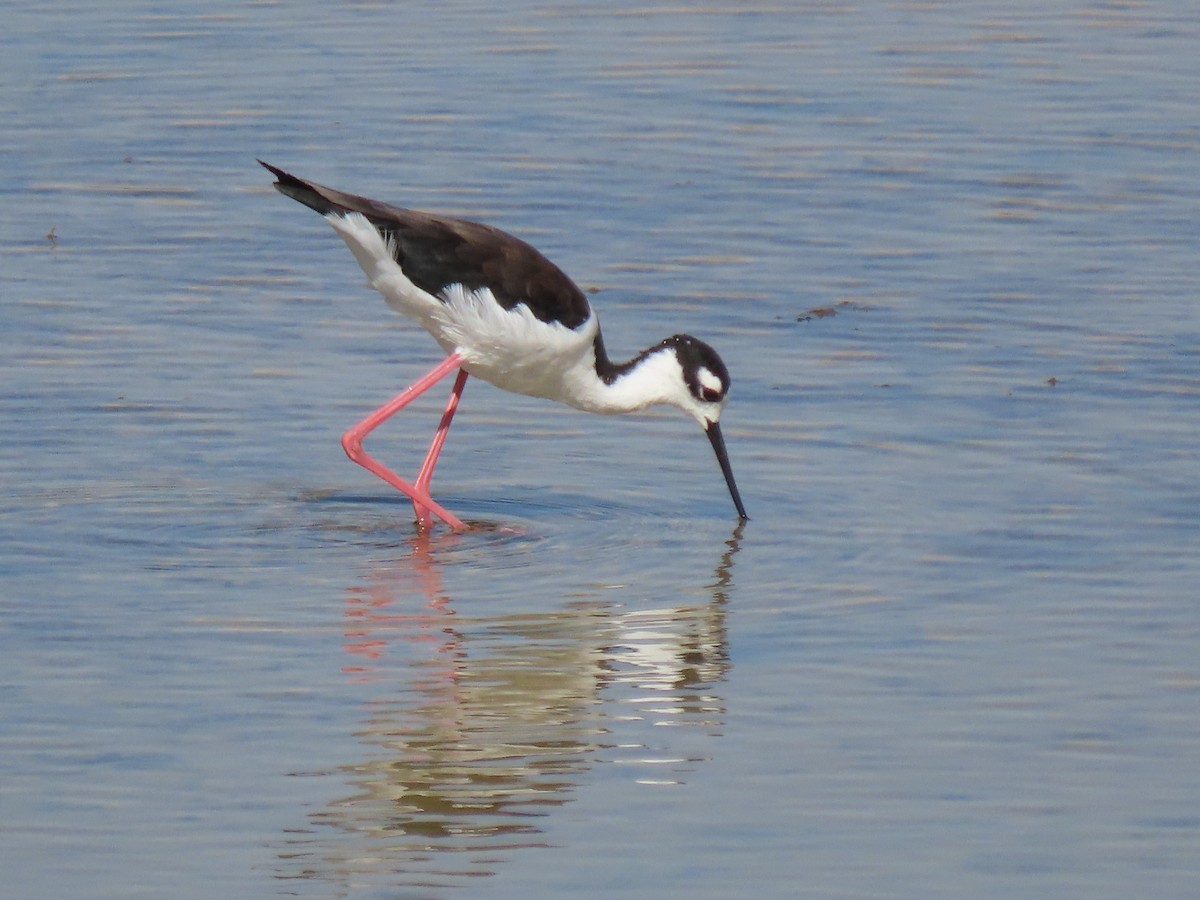 Black-necked Stilt - ML641128475
