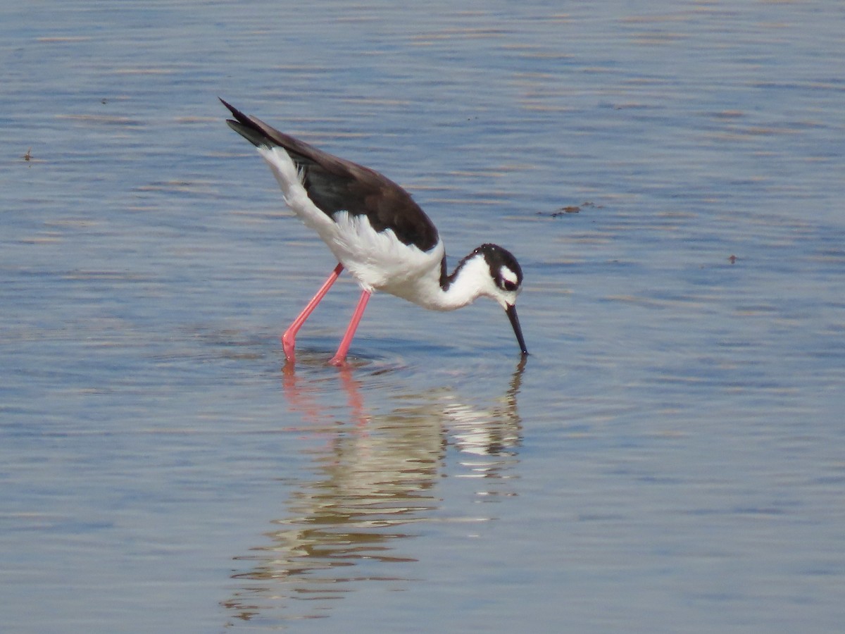 Black-necked Stilt - ML641128479