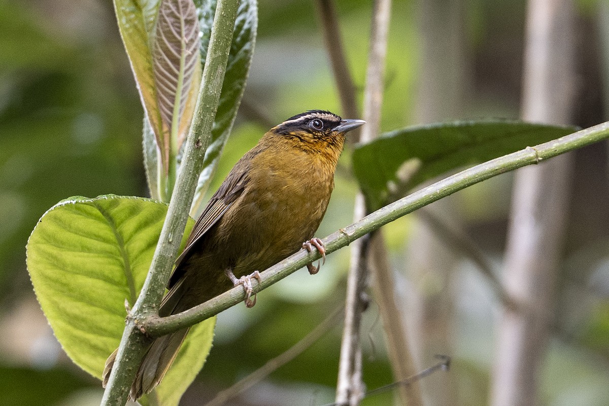 Black-capped Hemispingus - ML641128481