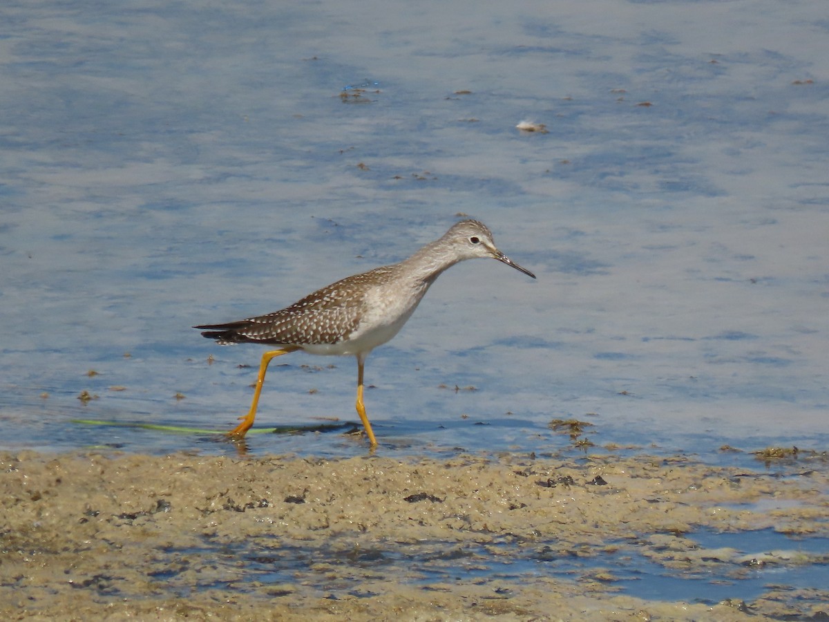 Lesser Yellowlegs - ML641128490