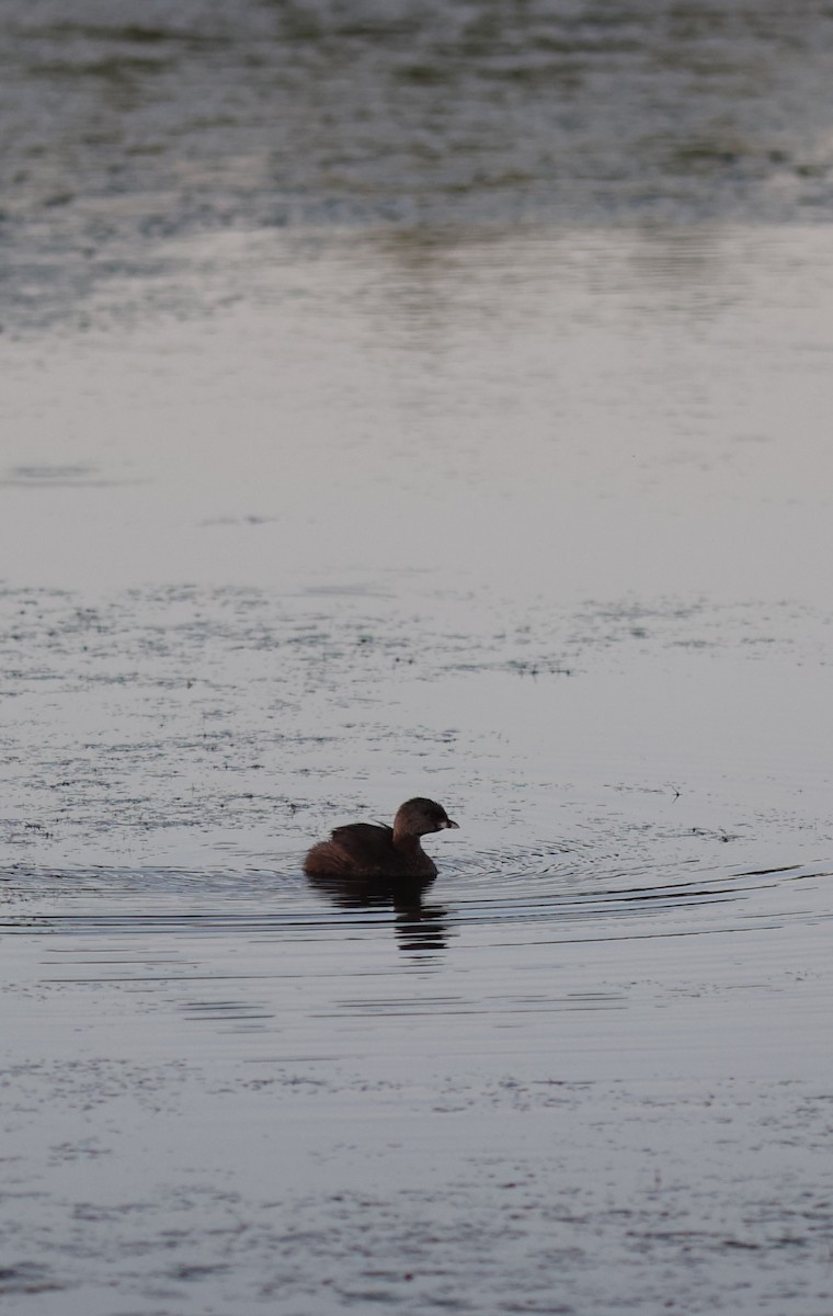 Pied-billed Grebe - ML641128493