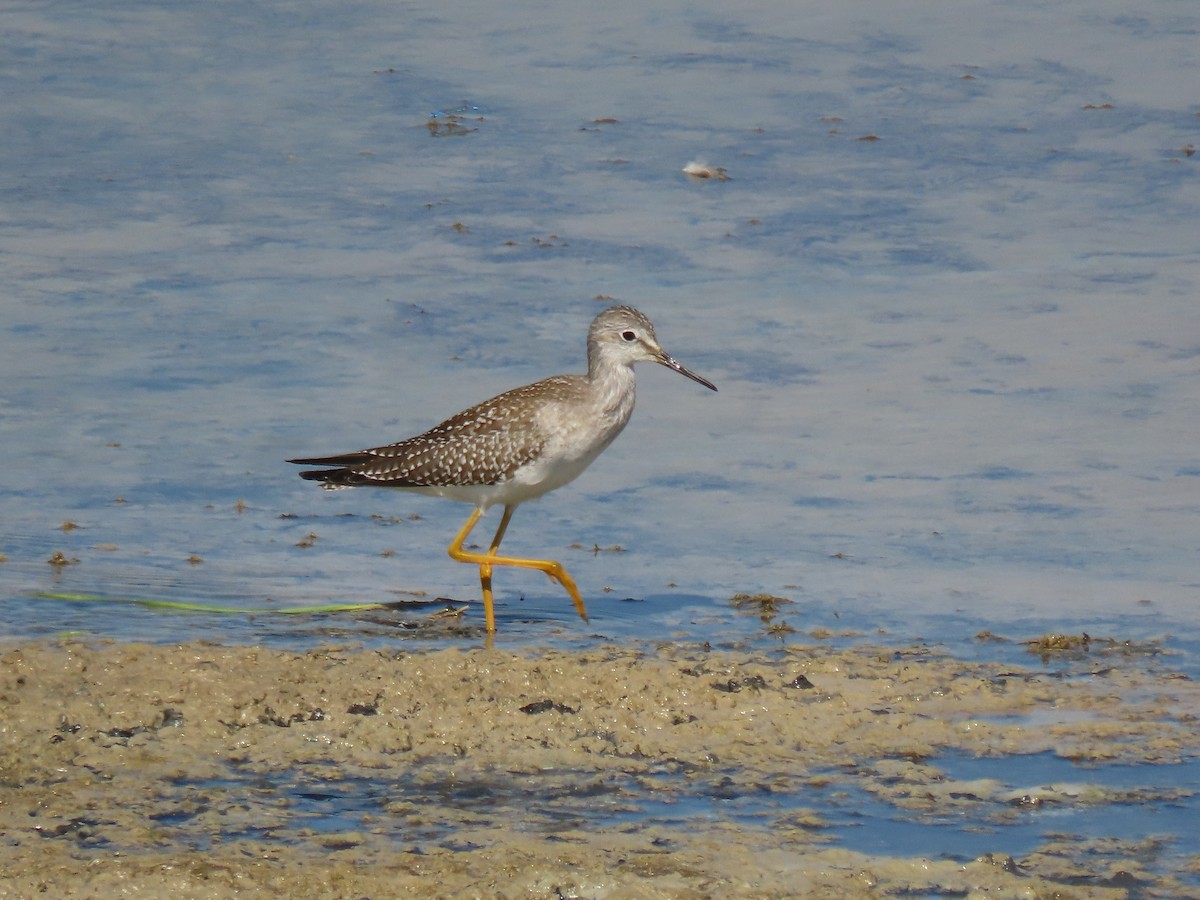 Lesser Yellowlegs - ML641128498
