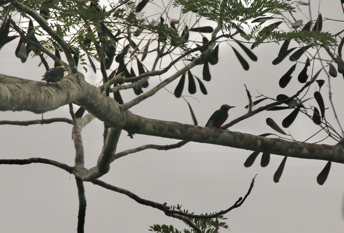 Yellow-tufted Woodpecker - ML641128501