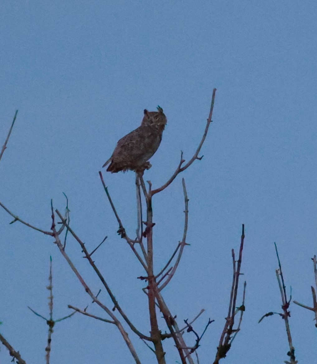 Great Horned Owl - ML641128530