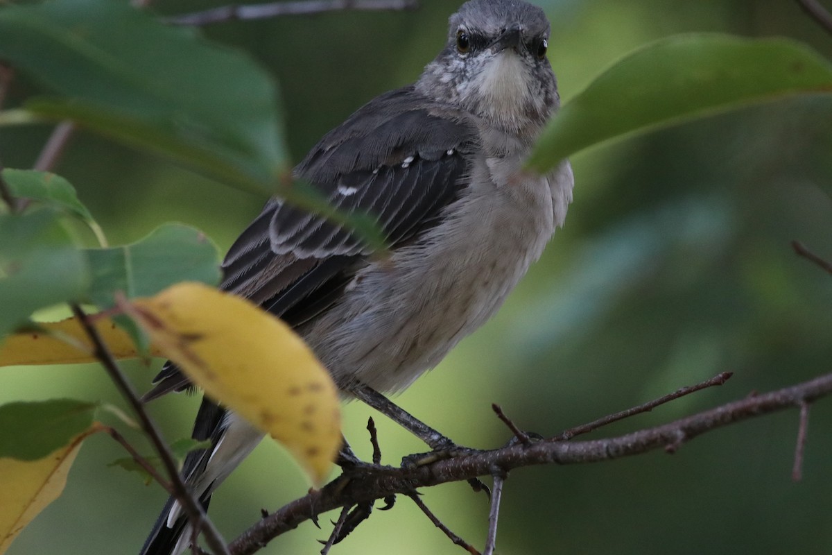 Northern Mockingbird - ML641128537