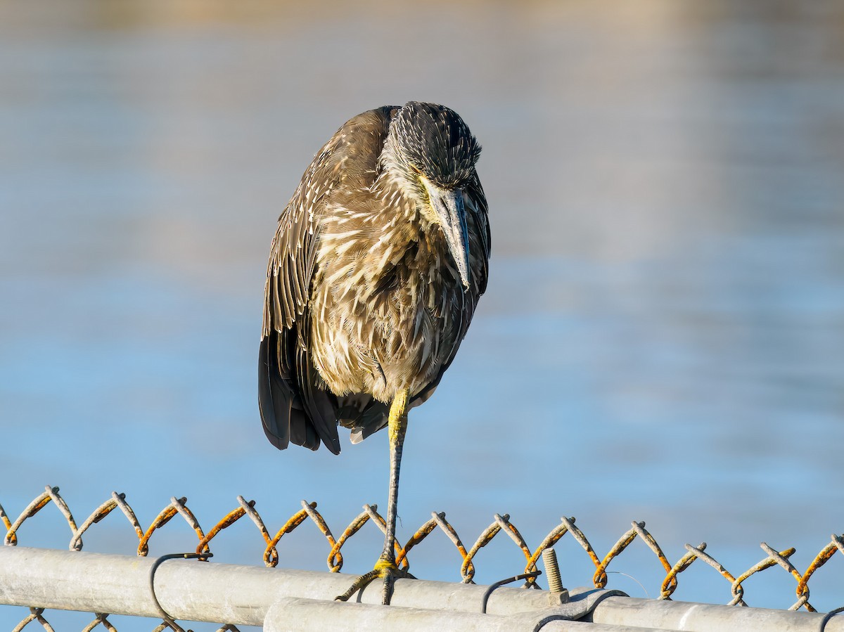 Yellow-crowned Night Heron - ML641128555