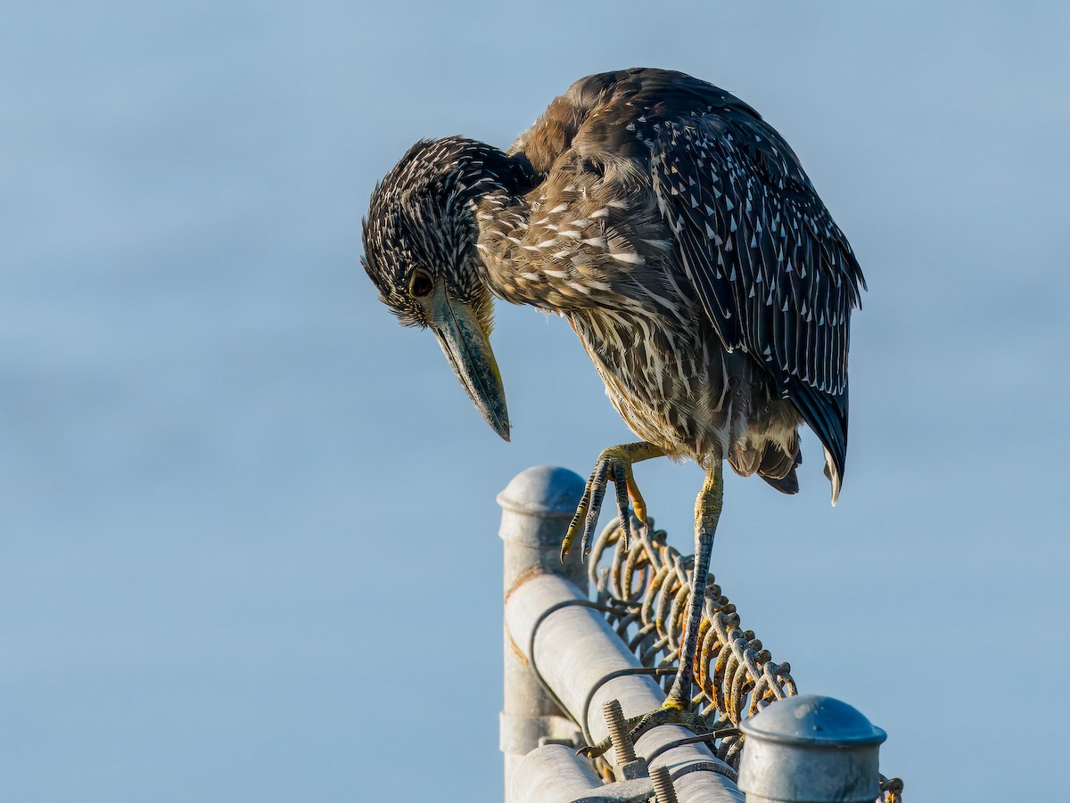 Yellow-crowned Night Heron - ML641128556