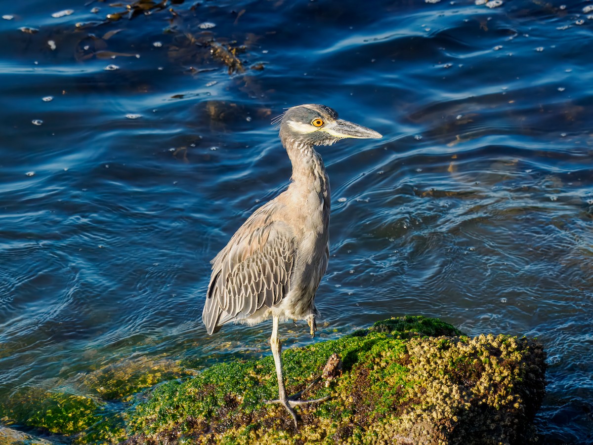 Yellow-crowned Night Heron - ML641128557