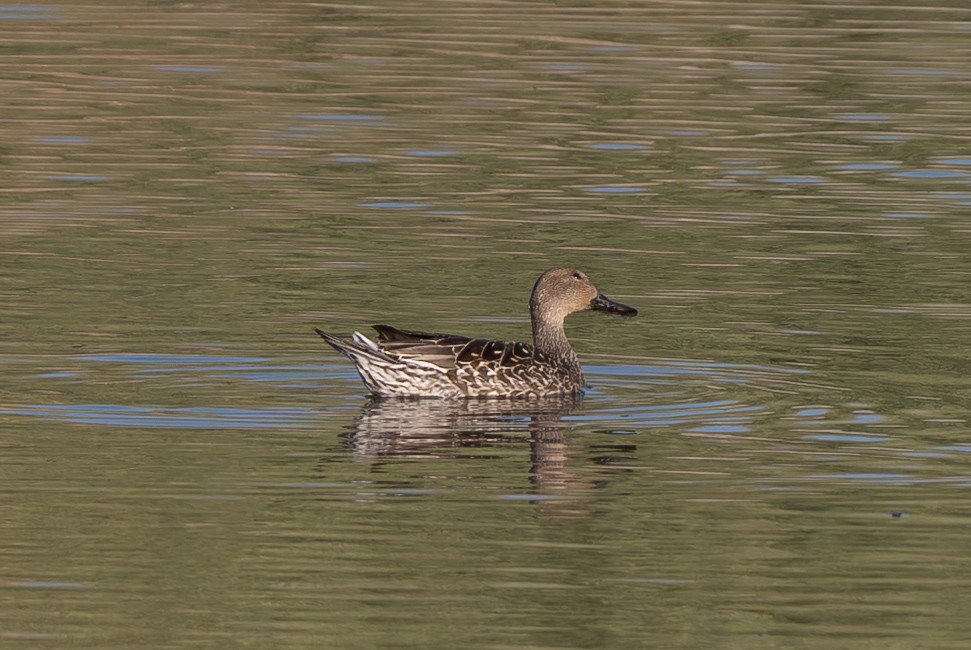 Northern Pintail - ML641128563