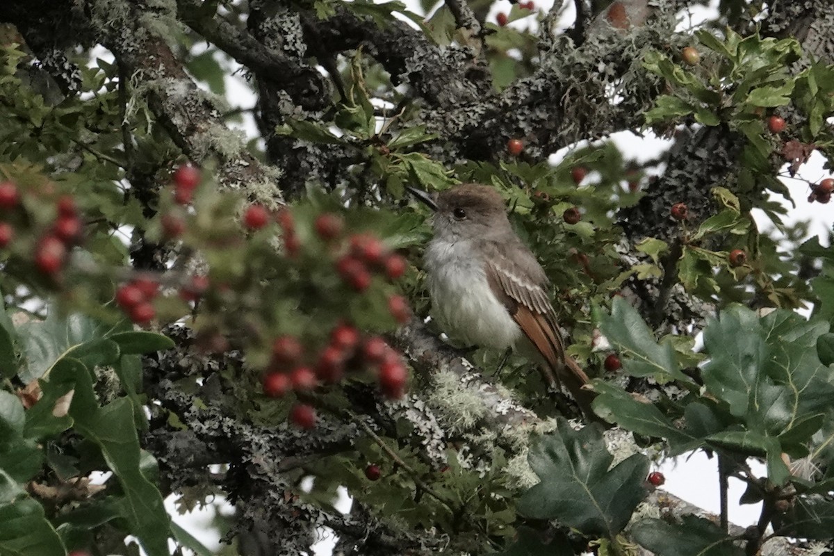 Ash-throated Flycatcher - ML641128566