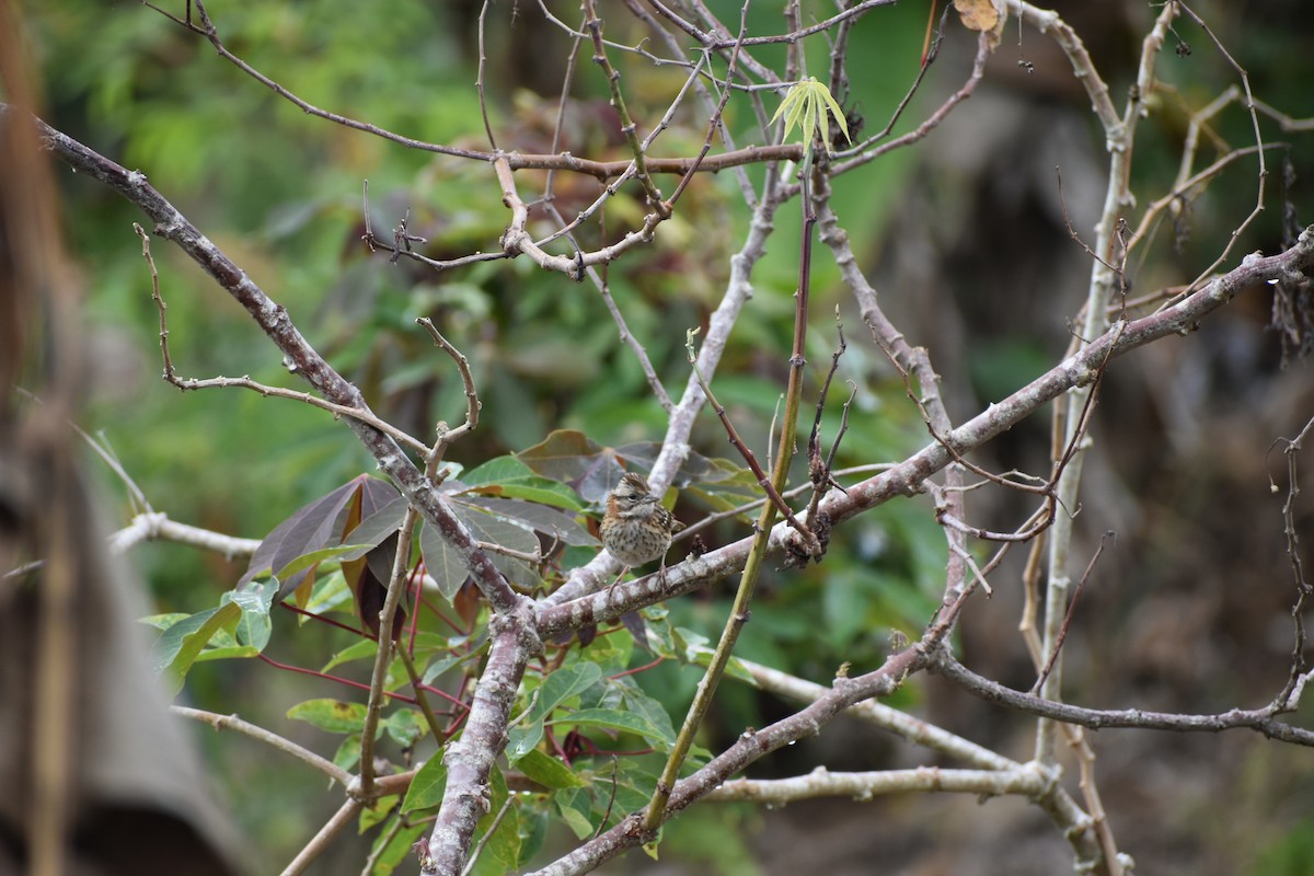 Rufous-collared Sparrow - ML641128580