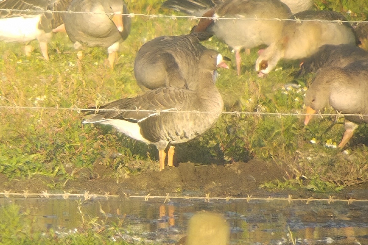 Greater White-fronted Goose - ML641128589