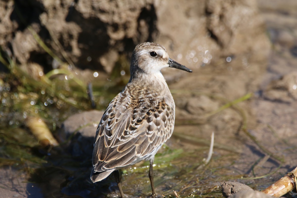 Semipalmated Sandpiper - ML641128642