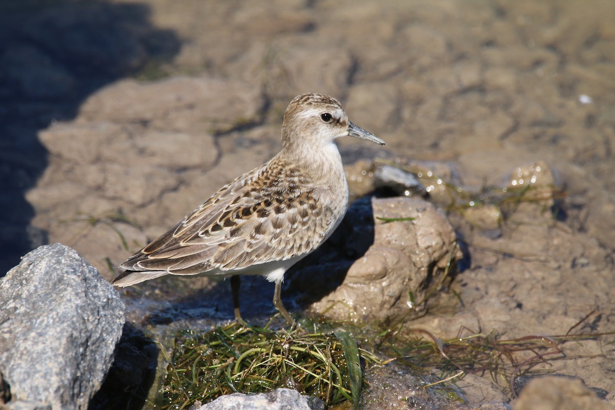 Semipalmated Sandpiper - ML641128643
