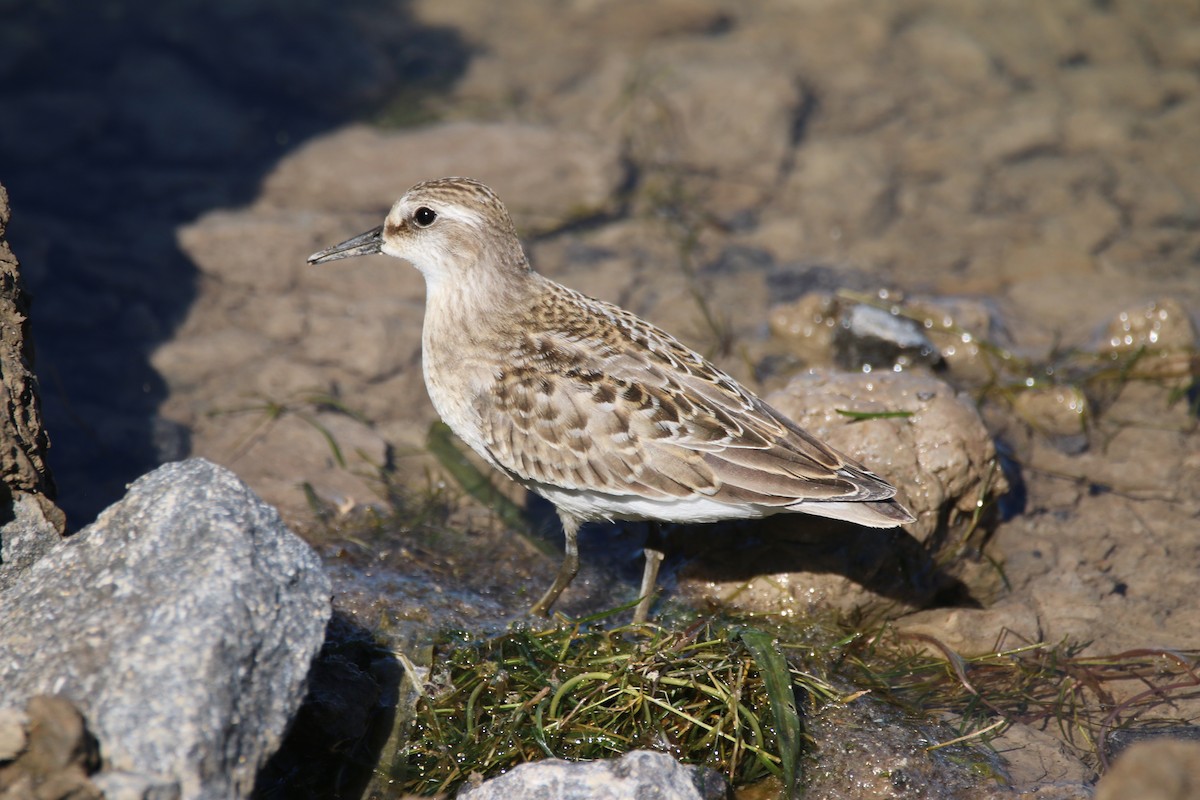 Semipalmated Sandpiper - ML641128644