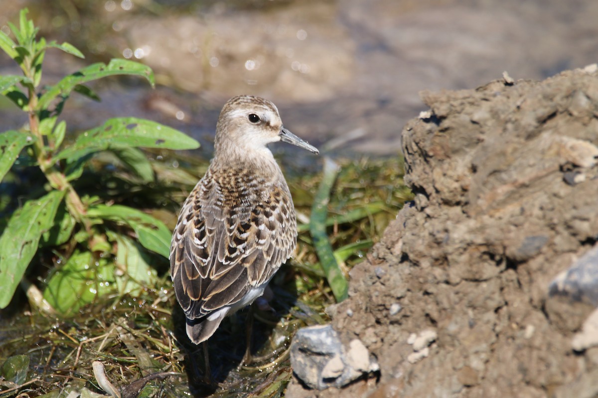 Semipalmated Sandpiper - ML641128649