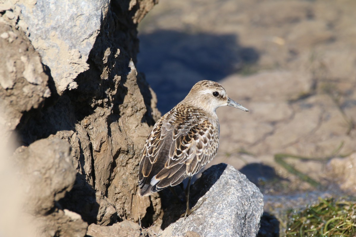 Semipalmated Sandpiper - ML641128650