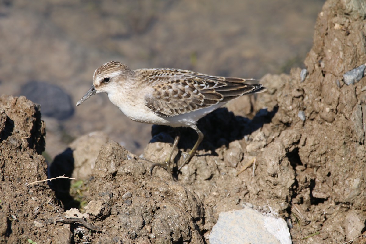 Semipalmated Sandpiper - ML641128652