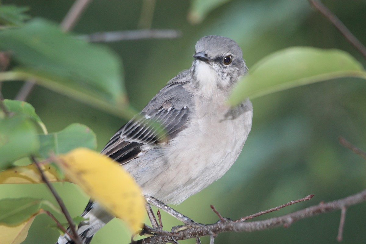 Northern Mockingbird - ML641128659