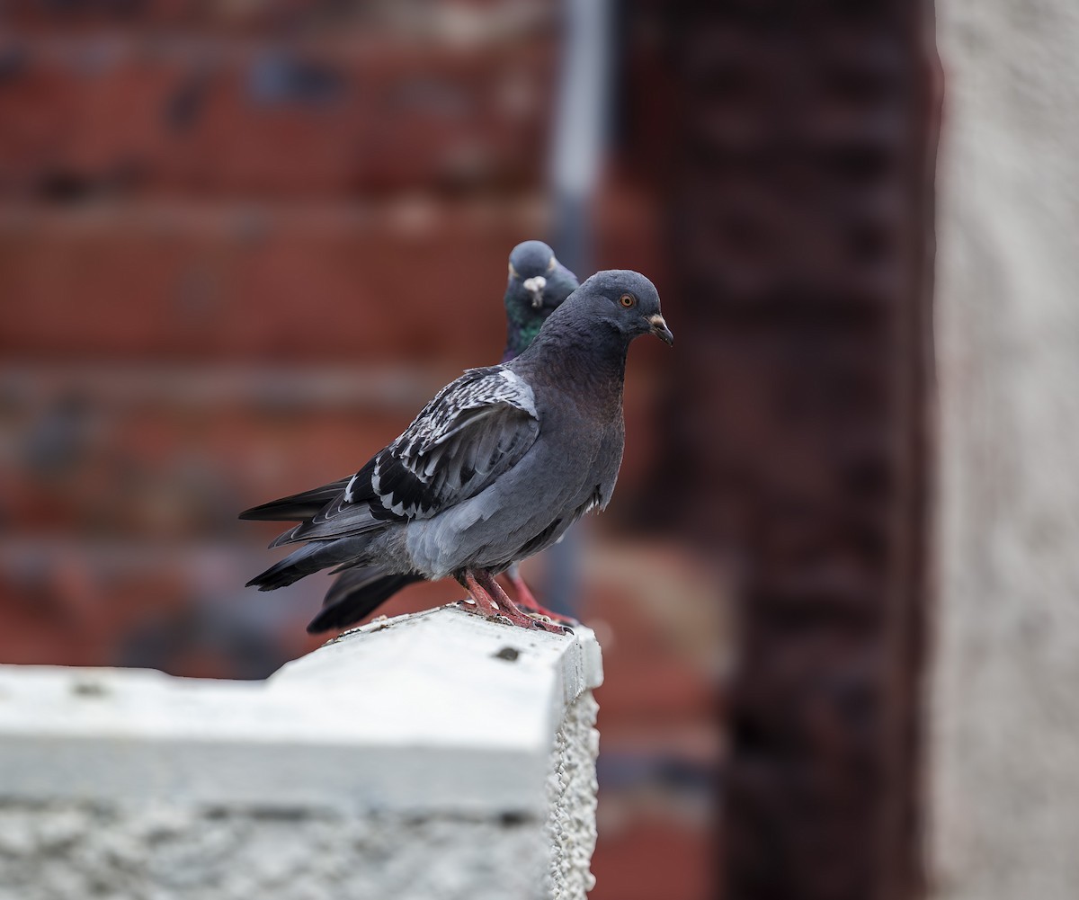 Rock Pigeon - ML641128661