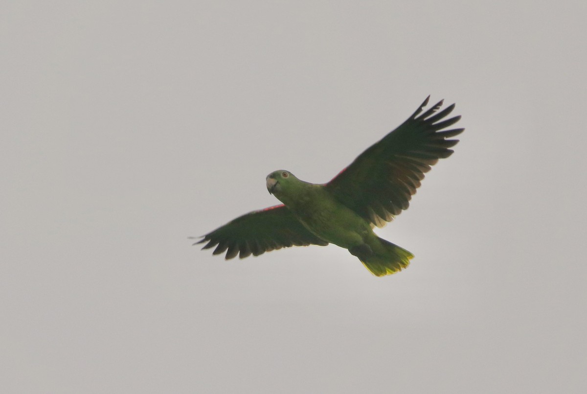 Yellow-crowned Amazon - ML641128711