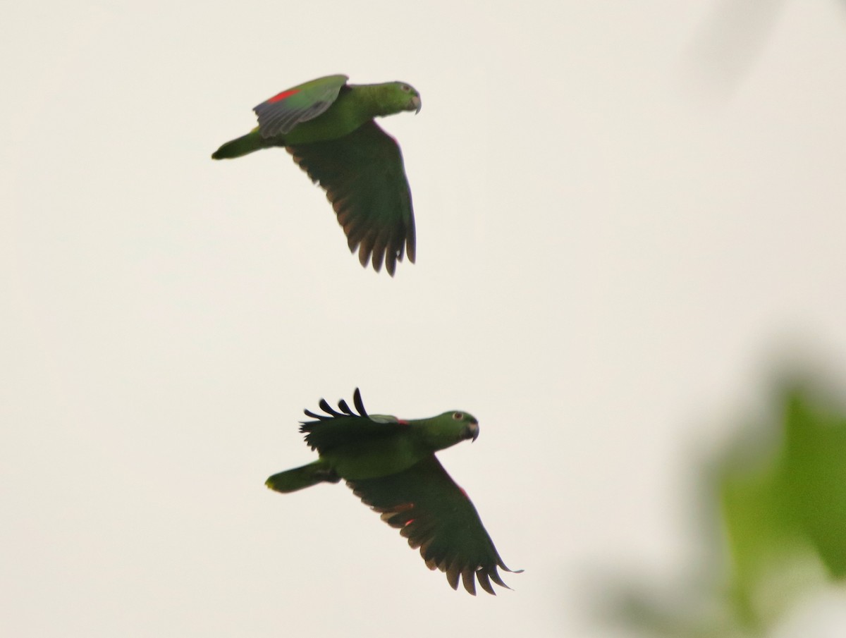 Yellow-crowned Amazon - ML641128713