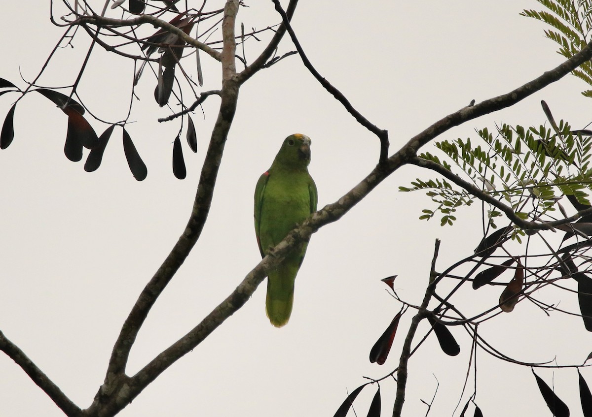 Yellow-crowned Amazon - ML641128715