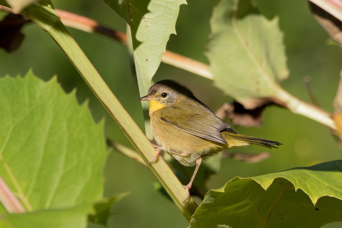 Common Yellowthroat - ML641128717