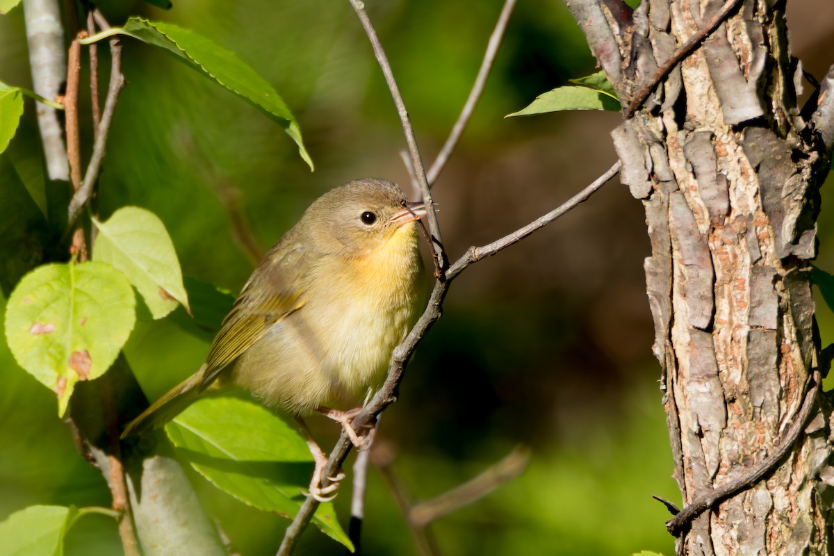 Common Yellowthroat - ML641128718