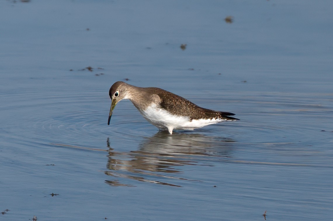 Solitary Sandpiper - ML641128721