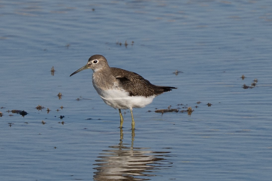Solitary Sandpiper - ML641128722