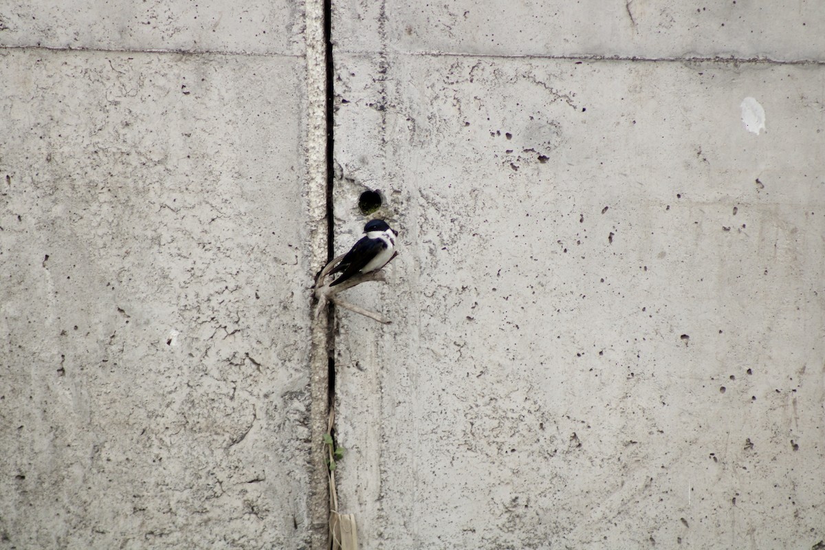 Blue-and-white Swallow - ML641128742