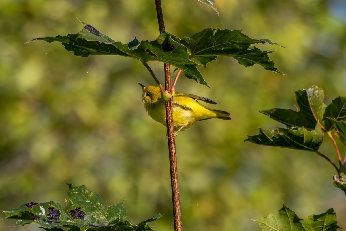 Paruline jaune - ML641128752