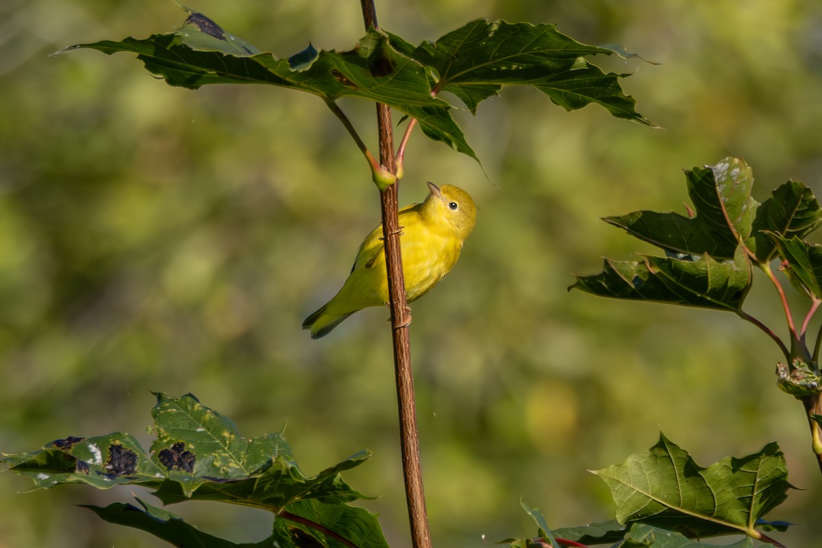 Paruline jaune - ML641128753