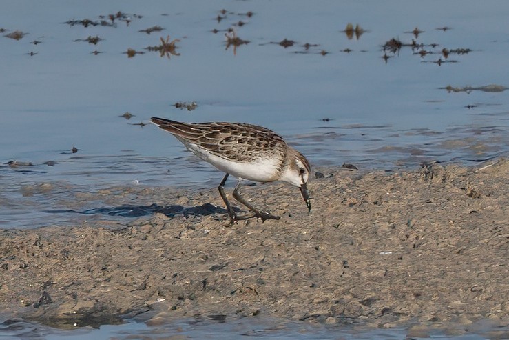 Semipalmated Sandpiper - ML641128755