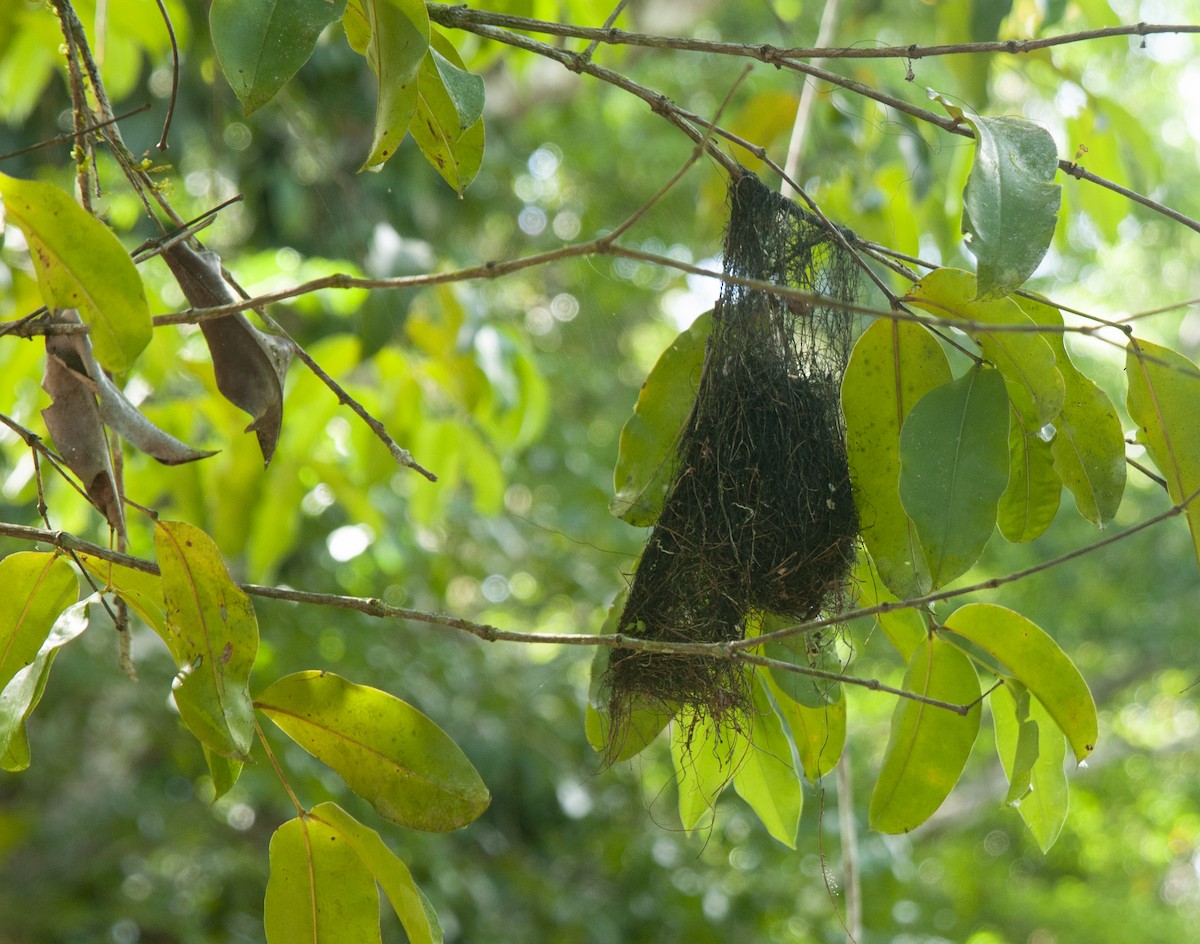 Yellow-margined Flatbill - ML641128757