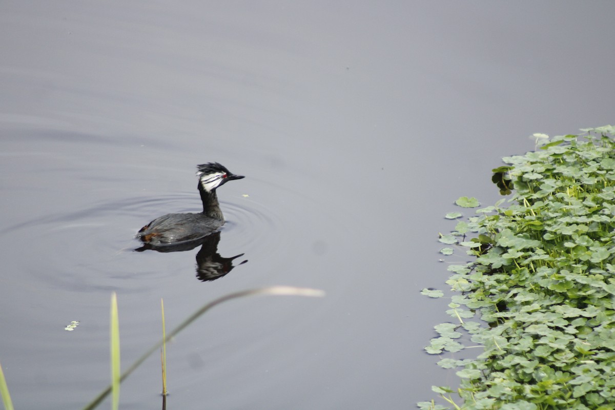 White-tufted Grebe - ML641128770