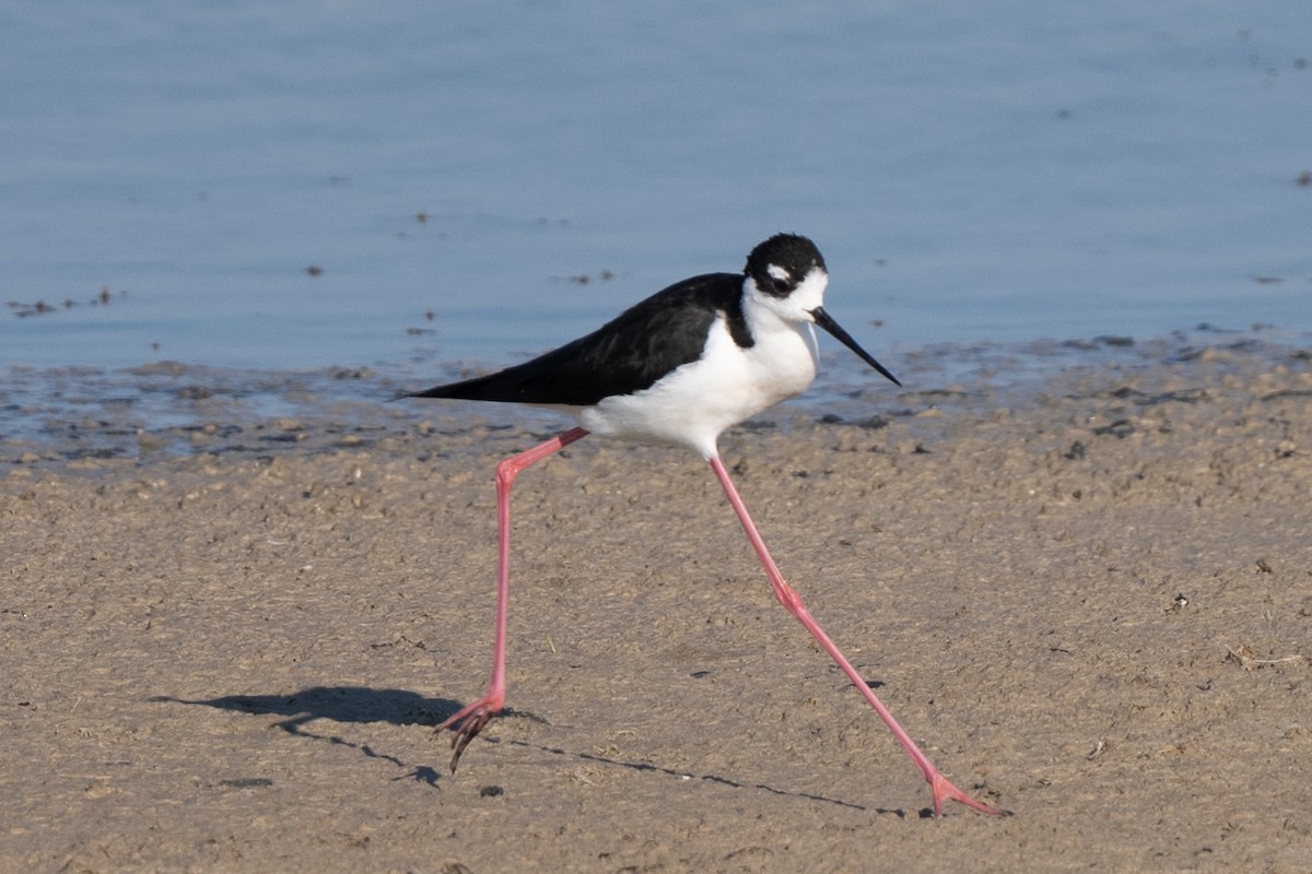 Black-necked Stilt - ML641128775