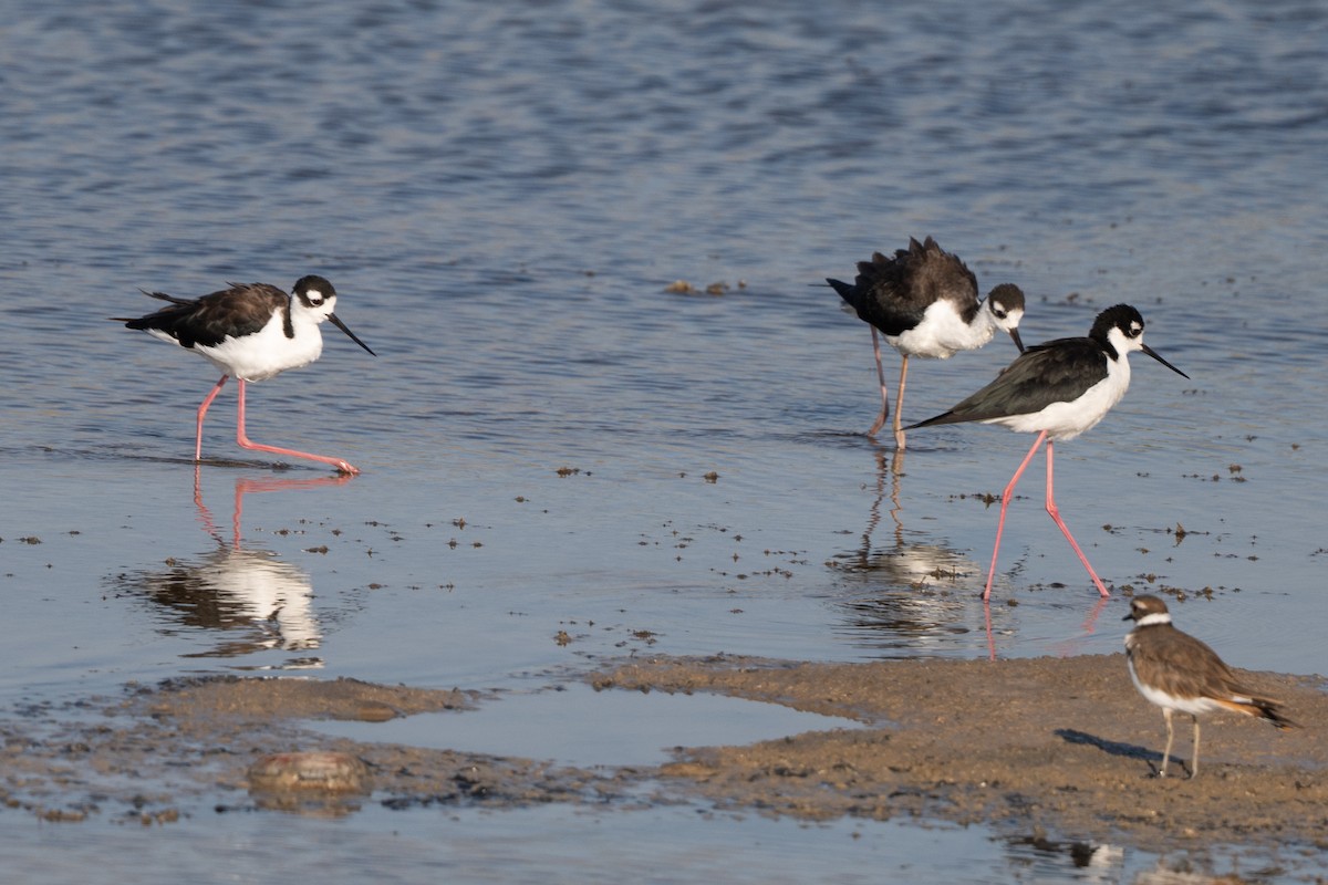 Black-necked Stilt - ML641128776