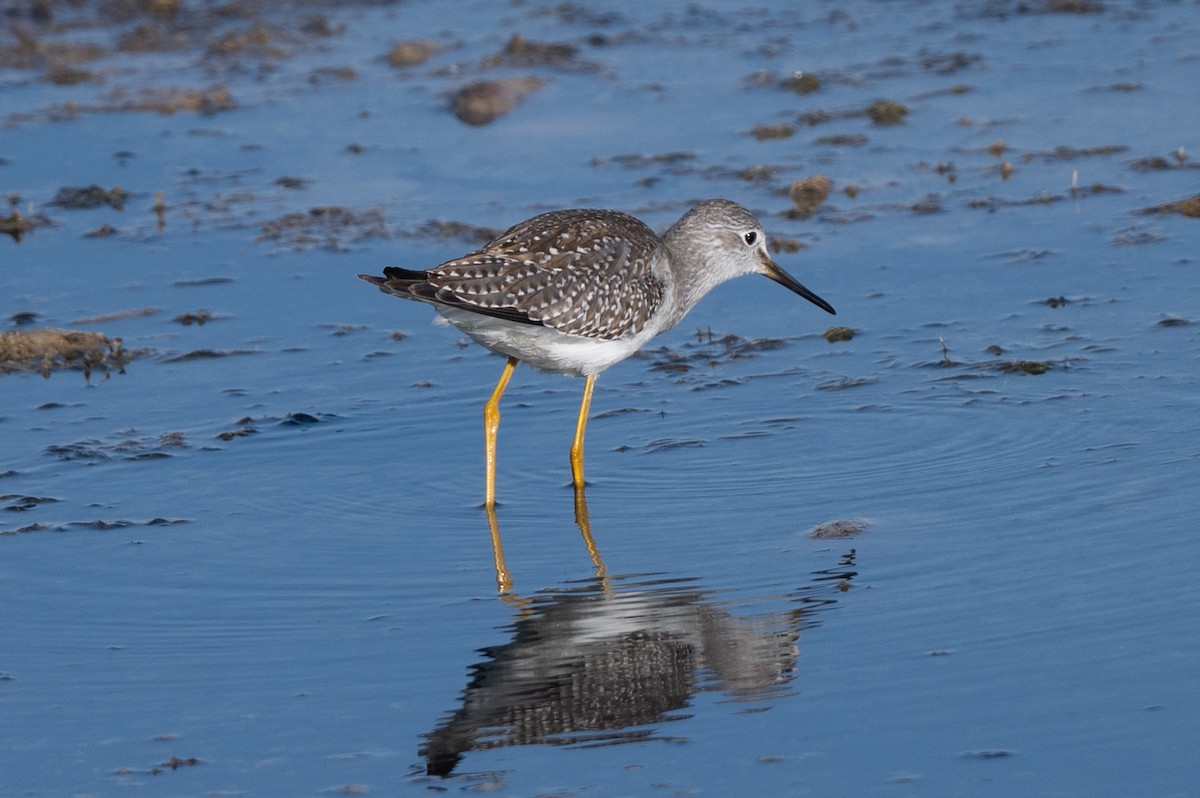 Lesser Yellowlegs - ML641128783