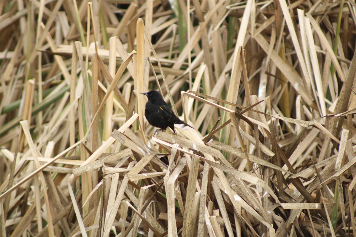Yellow-winged Blackbird - ML641128784