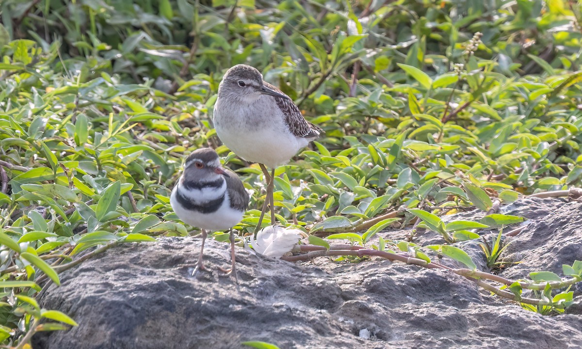 Three-banded Plover - ML641128805