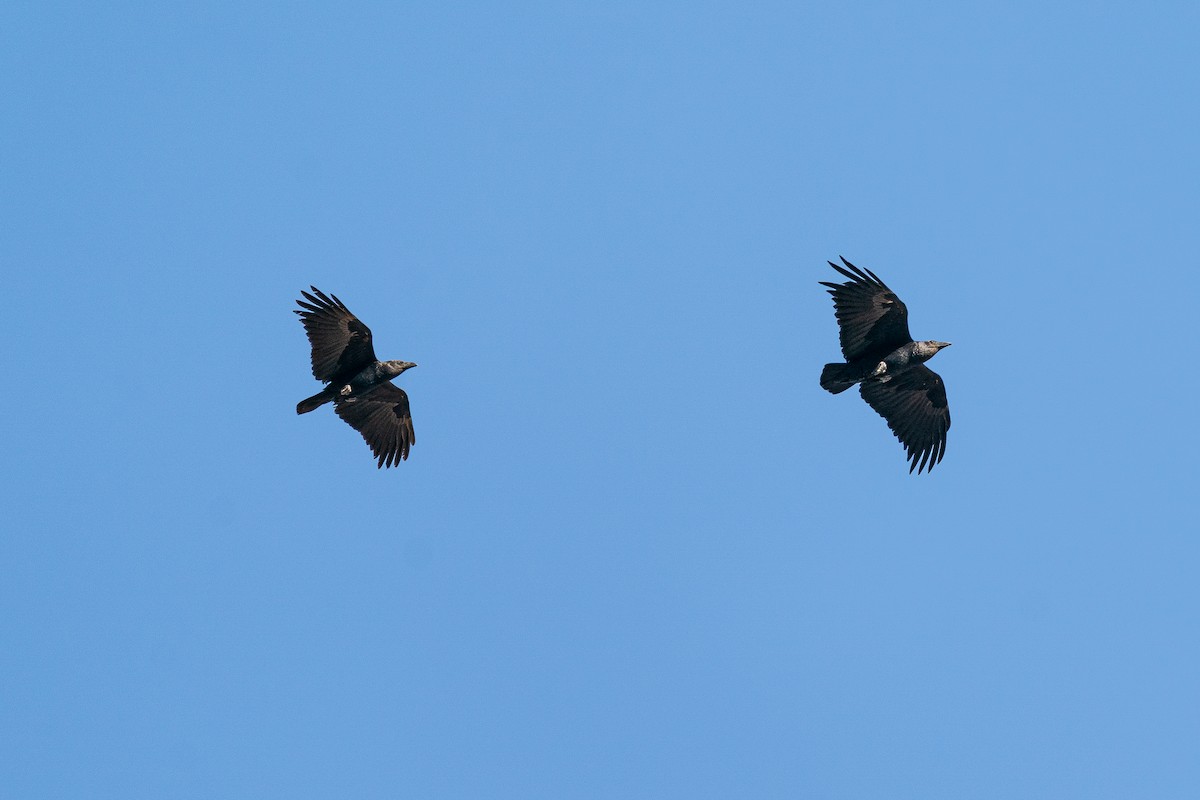 Fan-tailed Raven - ML641128808