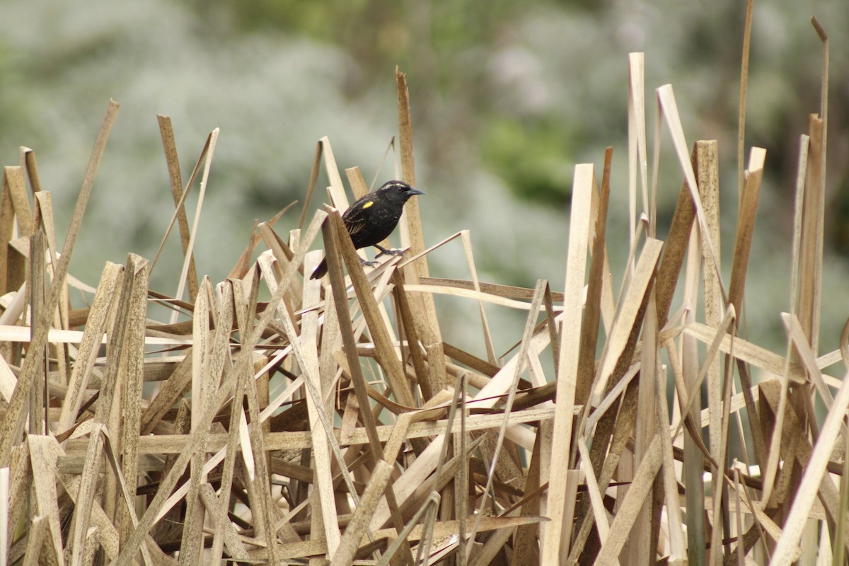 Yellow-winged Blackbird - ML641128826