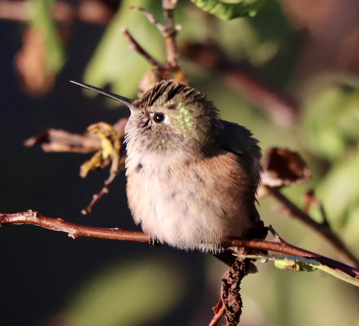 Broad-tailed Hummingbird - ML641128831