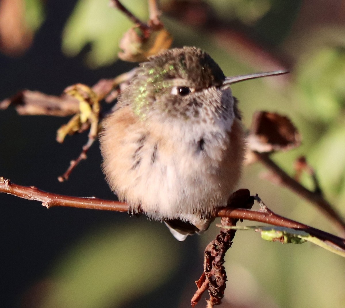 Broad-tailed Hummingbird - ML641128832