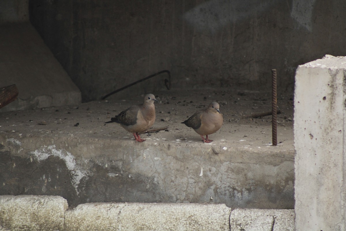 Eared Dove - ML641128833