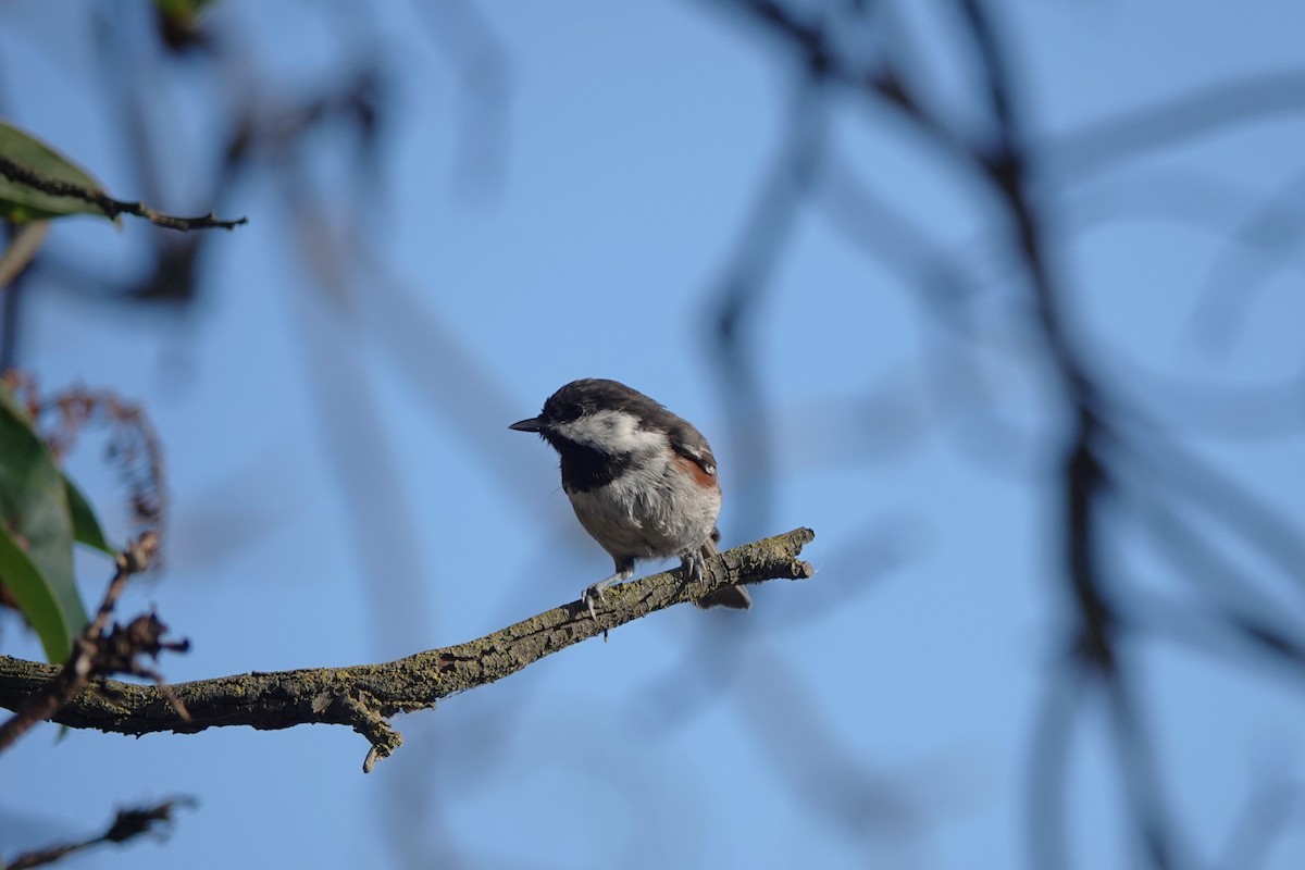 Chestnut-backed Chickadee - ML641128869