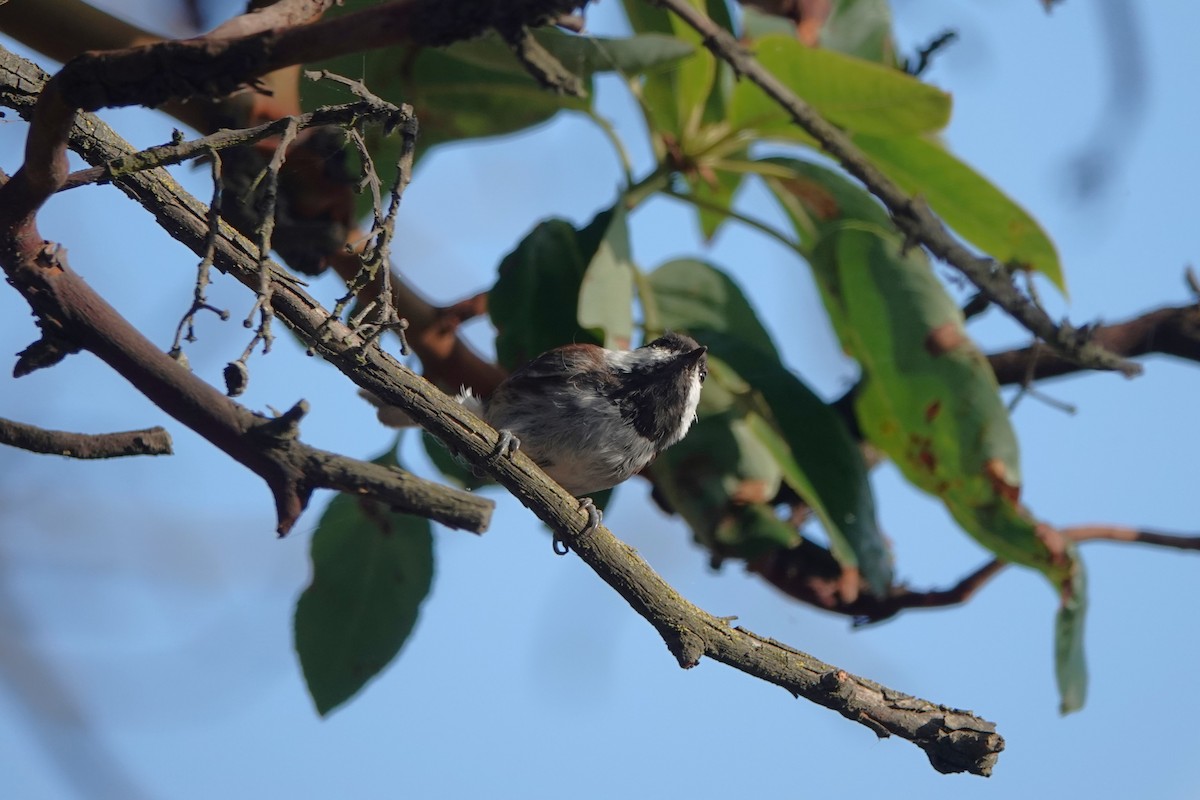 Chestnut-backed Chickadee - ML641128870