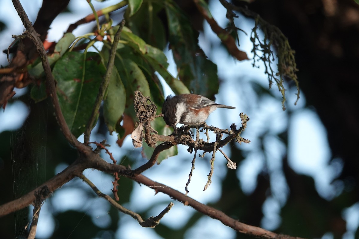 Chestnut-backed Chickadee - ML641128871